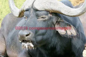 Buffalo, African 4