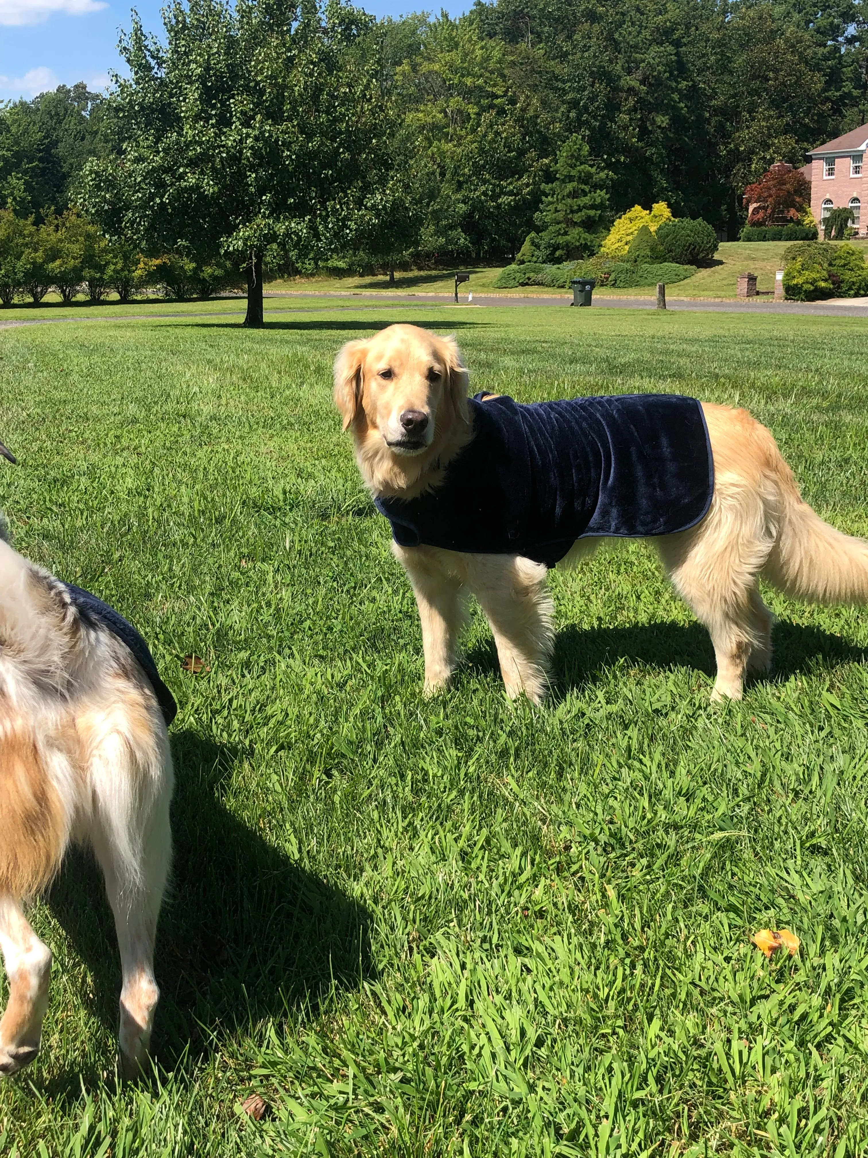 throwbee® Pet Poncho - Blue