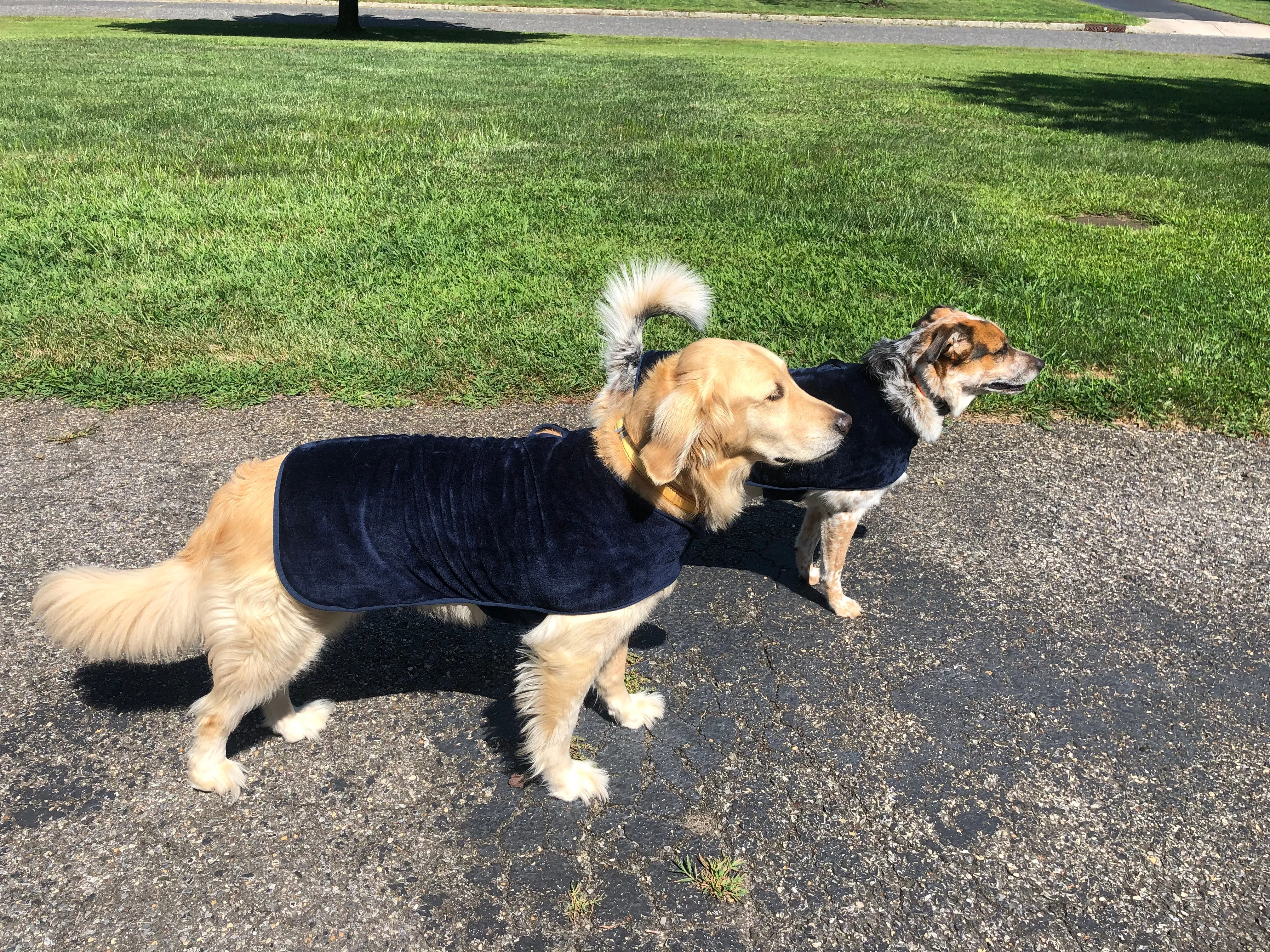 throwbee® Pet Poncho - Blue