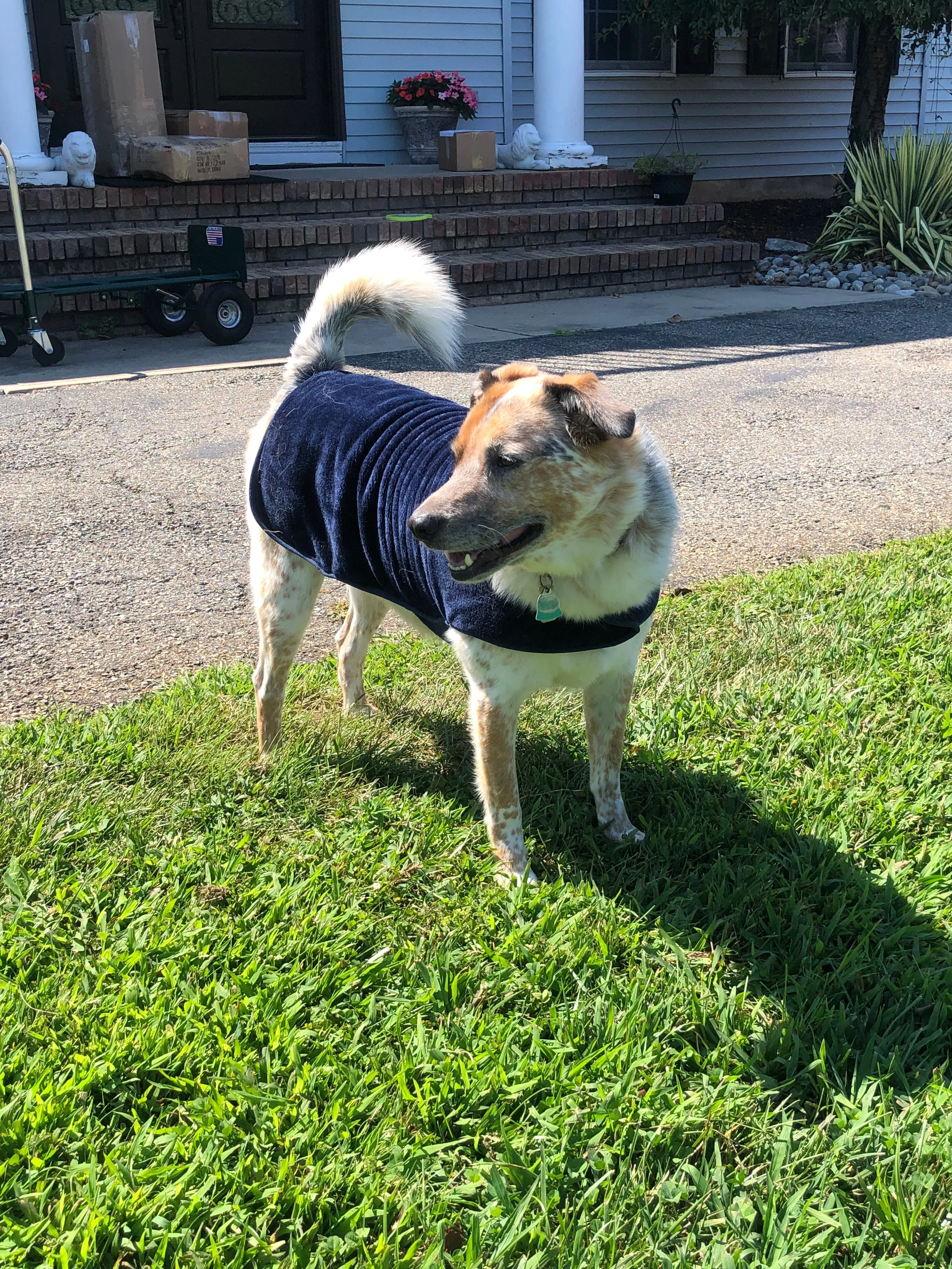 throwbee® Pet Poncho - Blue