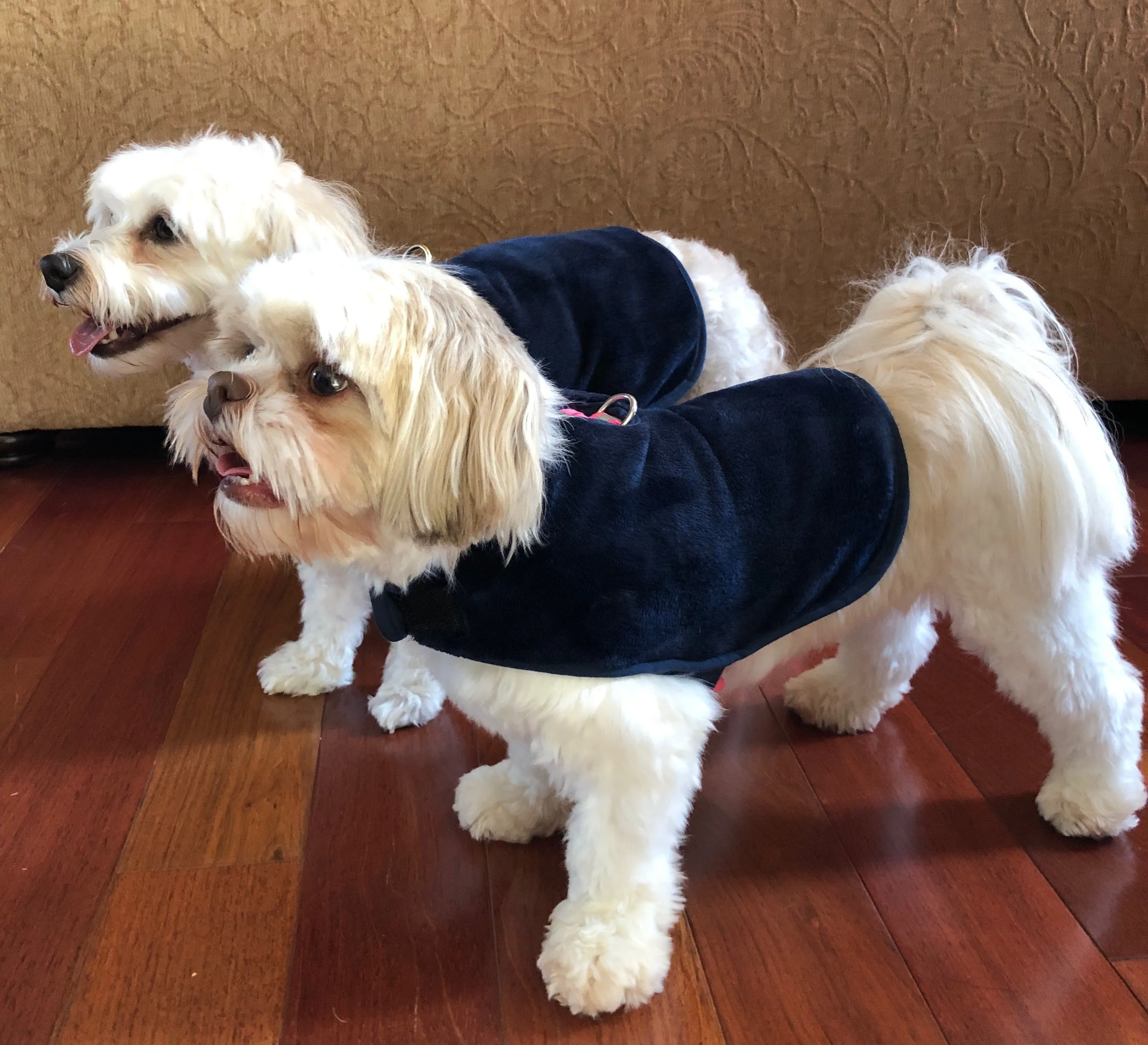 throwbee® Pet Poncho - Blue